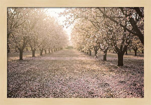 Spring Cherry Orchard Bliss