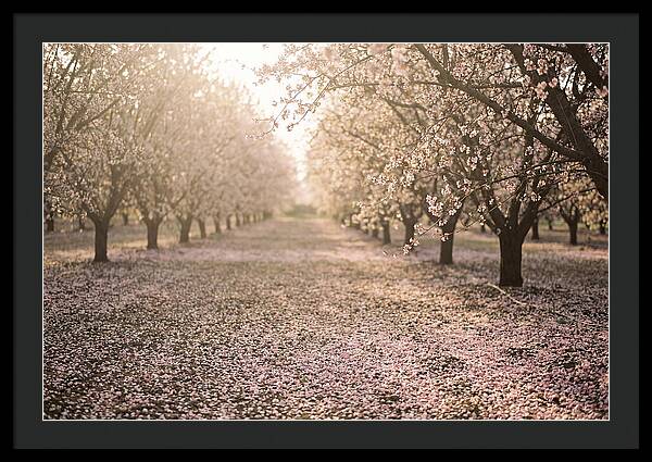 Spring Cherry Orchard Bliss