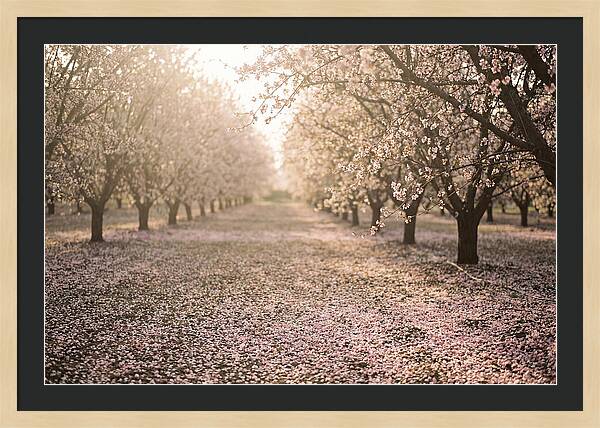 Spring Cherry Orchard Bliss