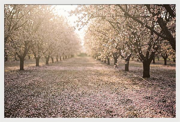 Spring Cherry Orchard Bliss