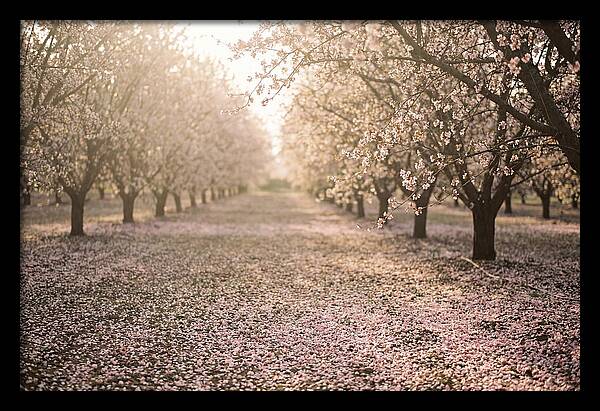 Spring Cherry Orchard Bliss
