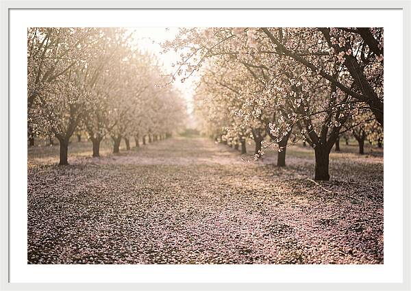 Spring Cherry Orchard Bliss