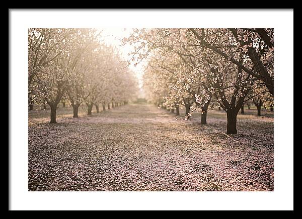 Spring Cherry Orchard Bliss