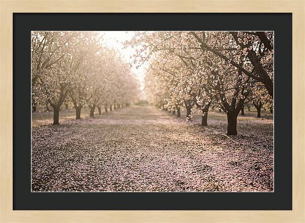 Spring Cherry Orchard Bliss