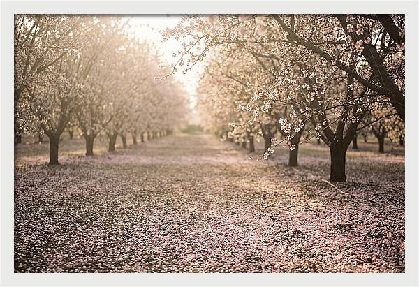 Spring Cherry Orchard Bliss