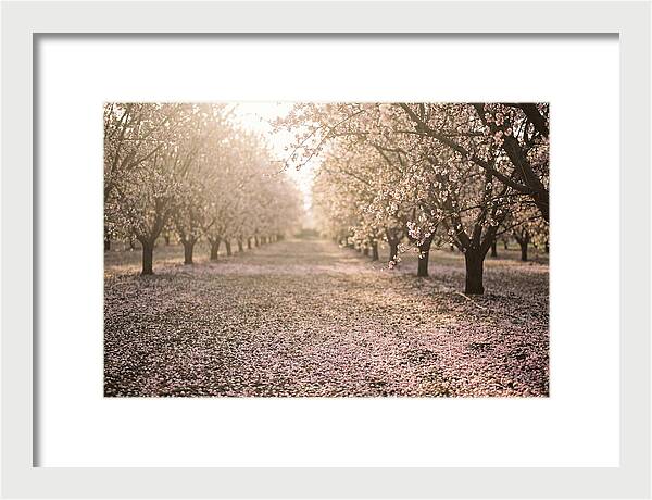 Spring Cherry Orchard Bliss