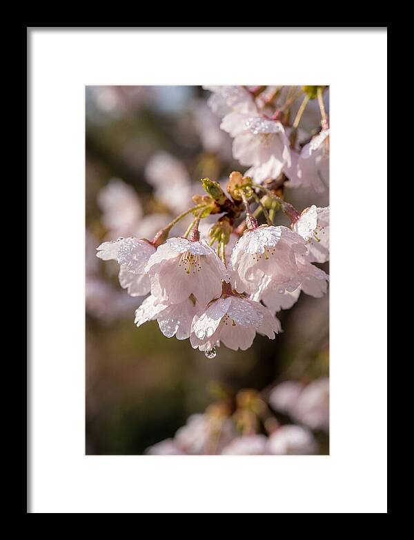 Spring Cherry Rain
