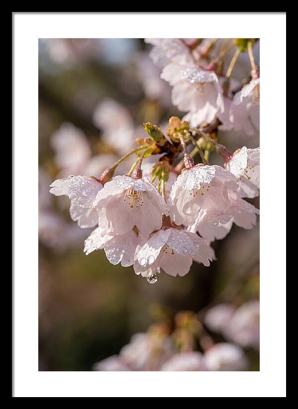 Spring Cherry Rain