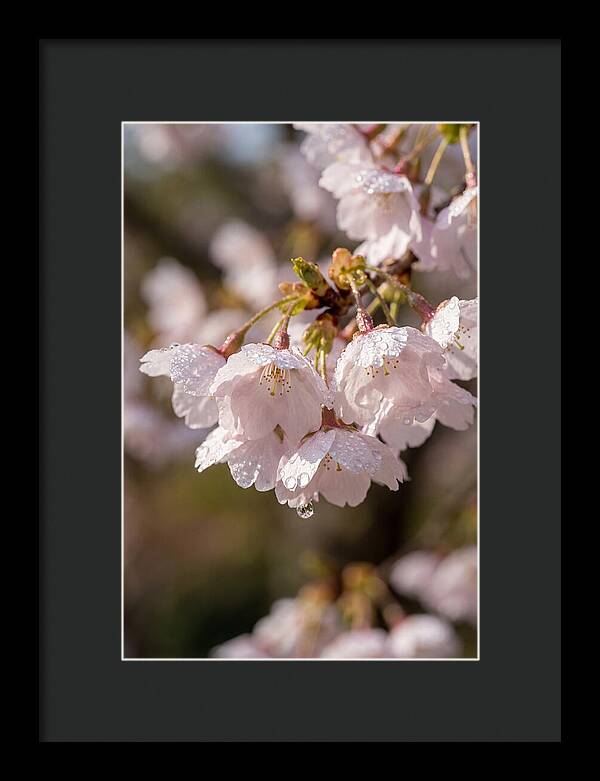 Spring Cherry Rain