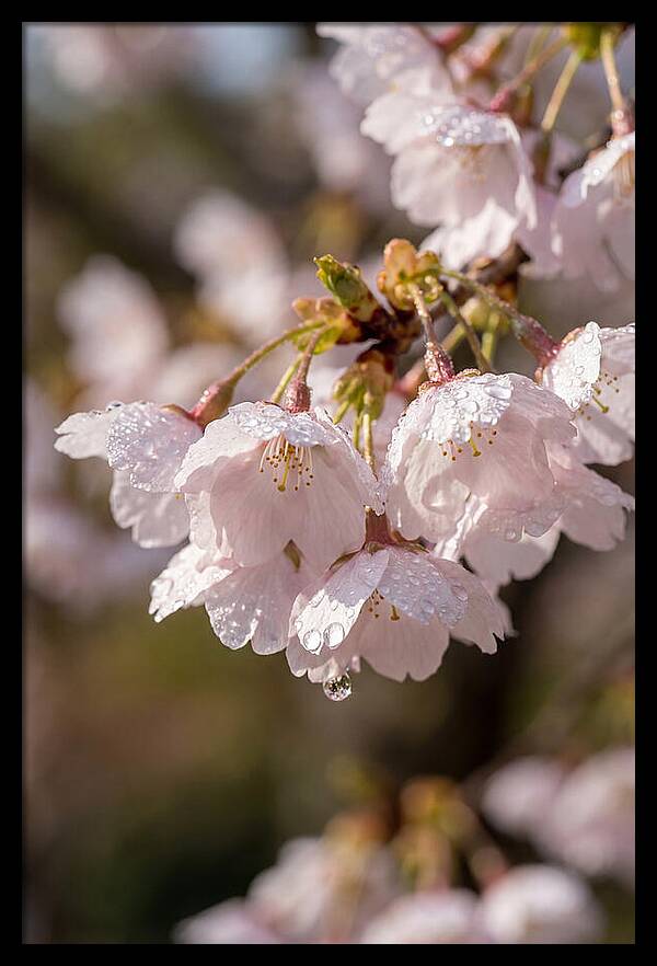Spring Cherry Rain