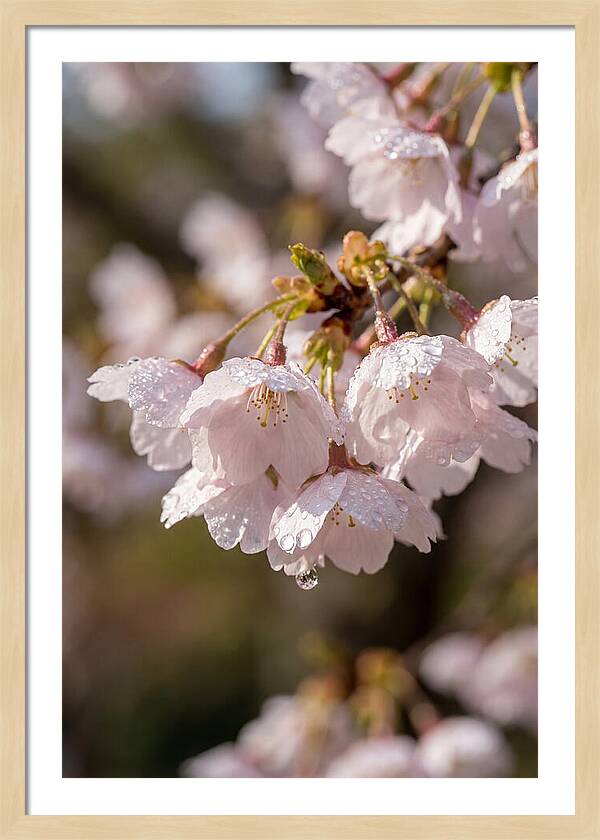 Spring Cherry Rain