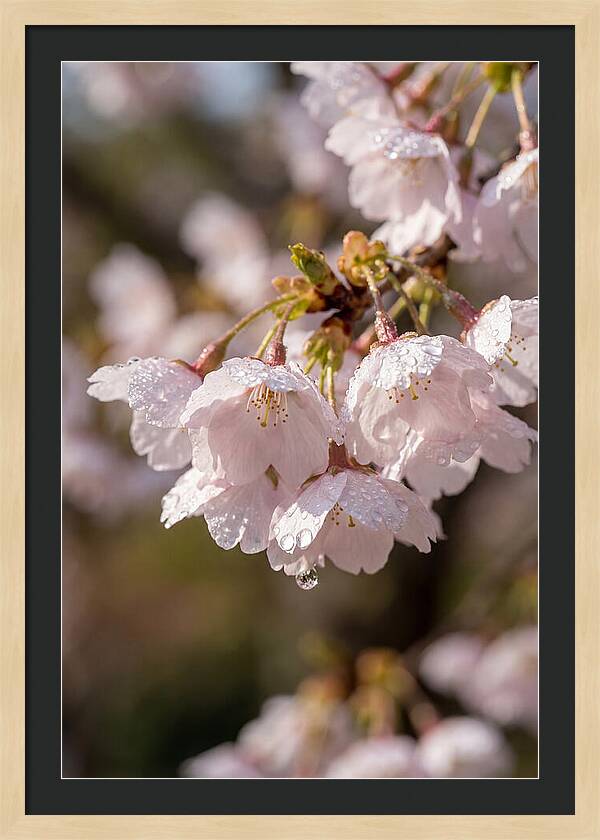 Spring Cherry Rain
