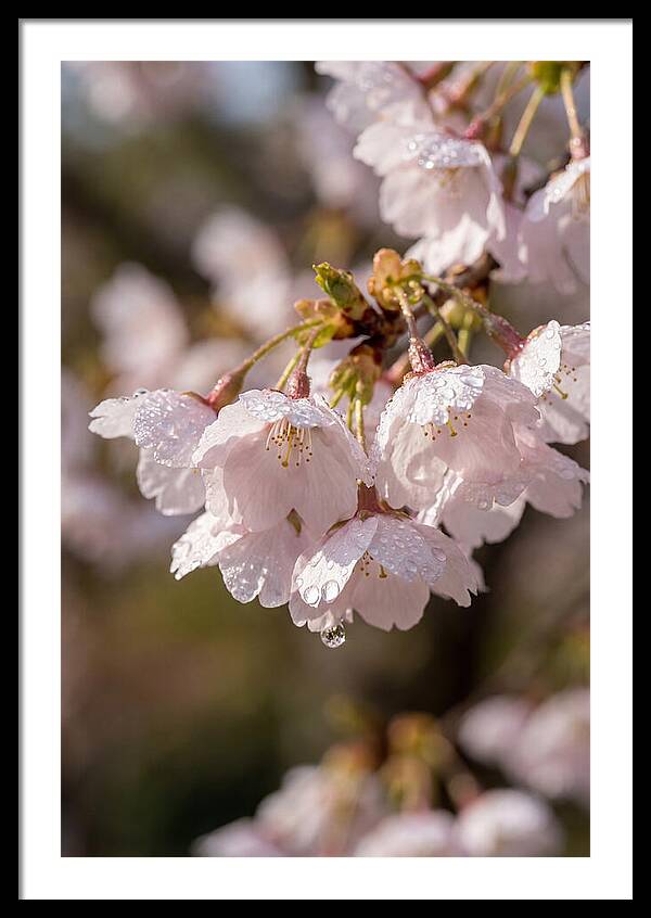 Spring Cherry Rain