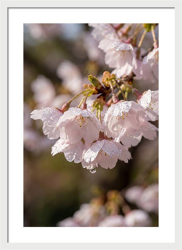 Spring Cherry Rain