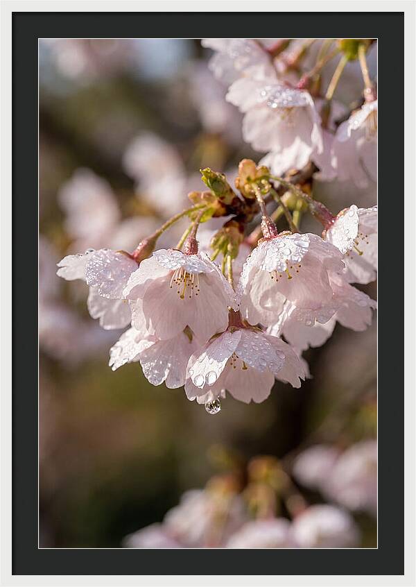 Spring Cherry Rain