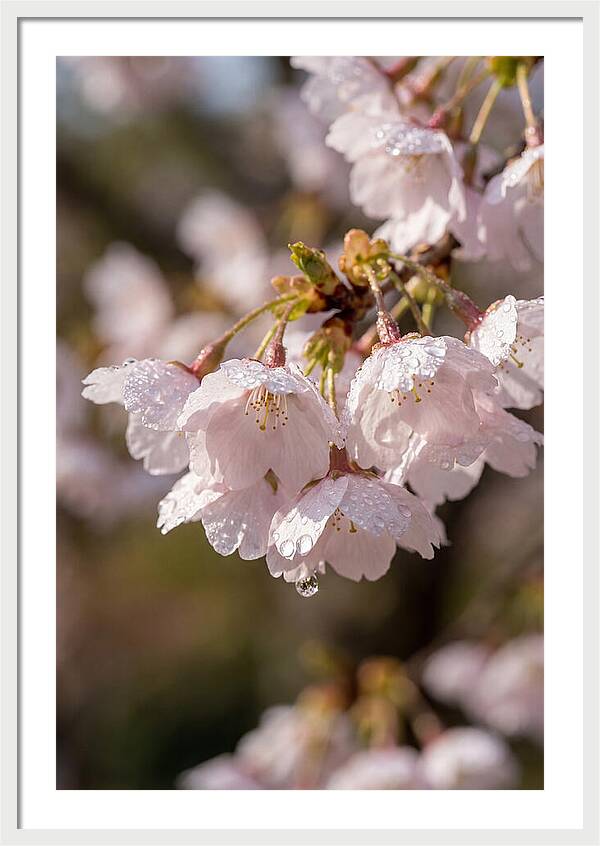 Spring Cherry Rain