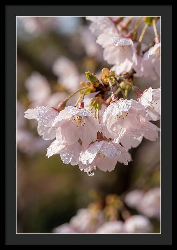 Spring Cherry Rain