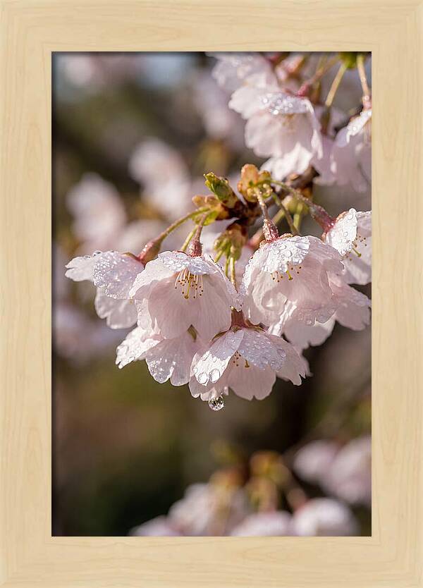 Spring Cherry Rain