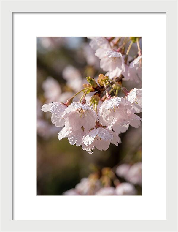 Spring Cherry Rain