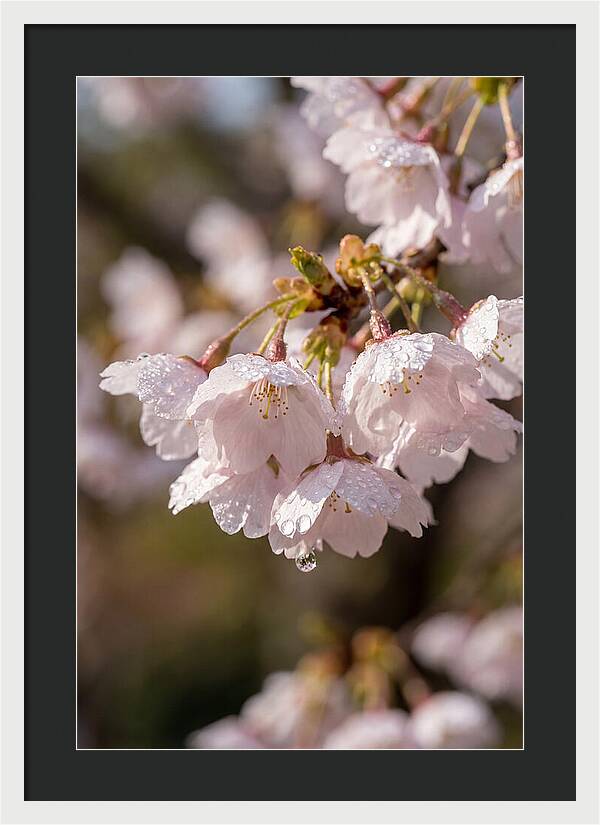 Spring Cherry Rain