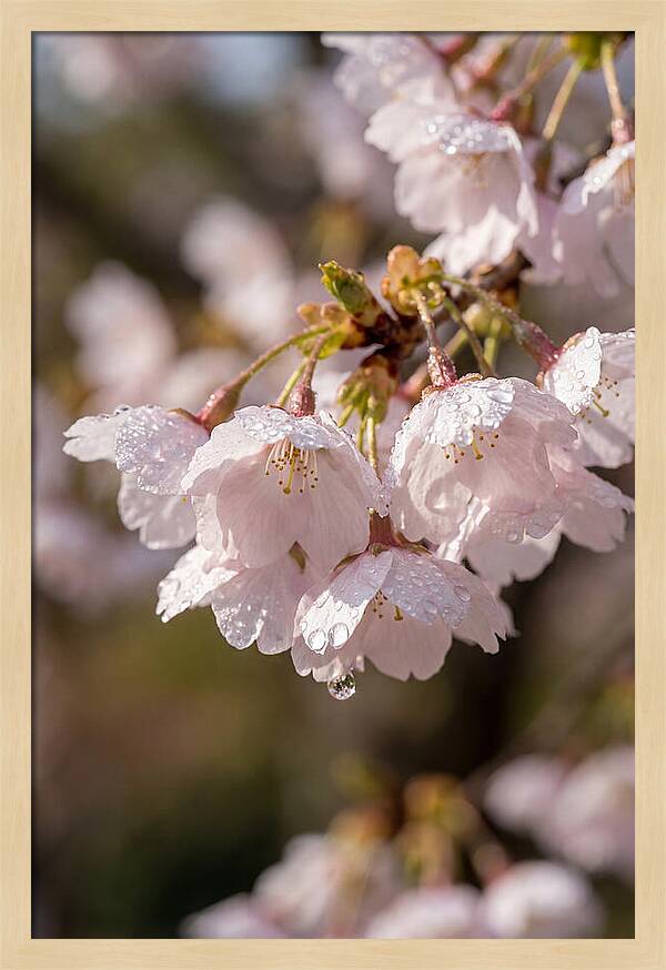 Spring Cherry Rain
