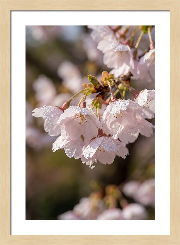 Spring Cherry Rain