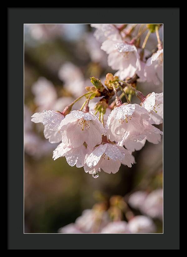 Spring Cherry Rain