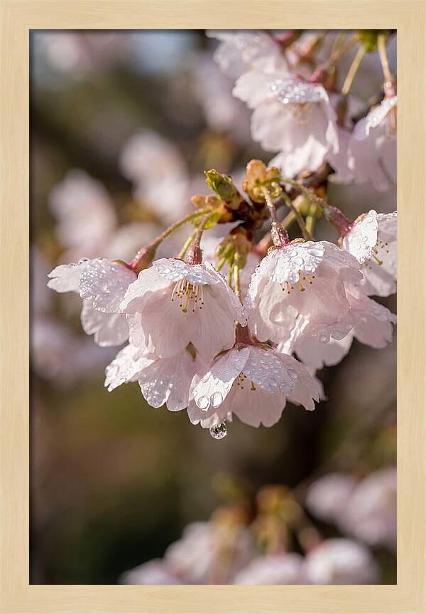 Spring Cherry Rain