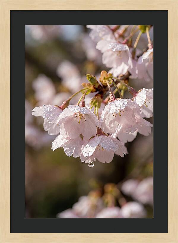 Spring Cherry Rain