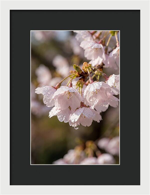 Spring Cherry Rain