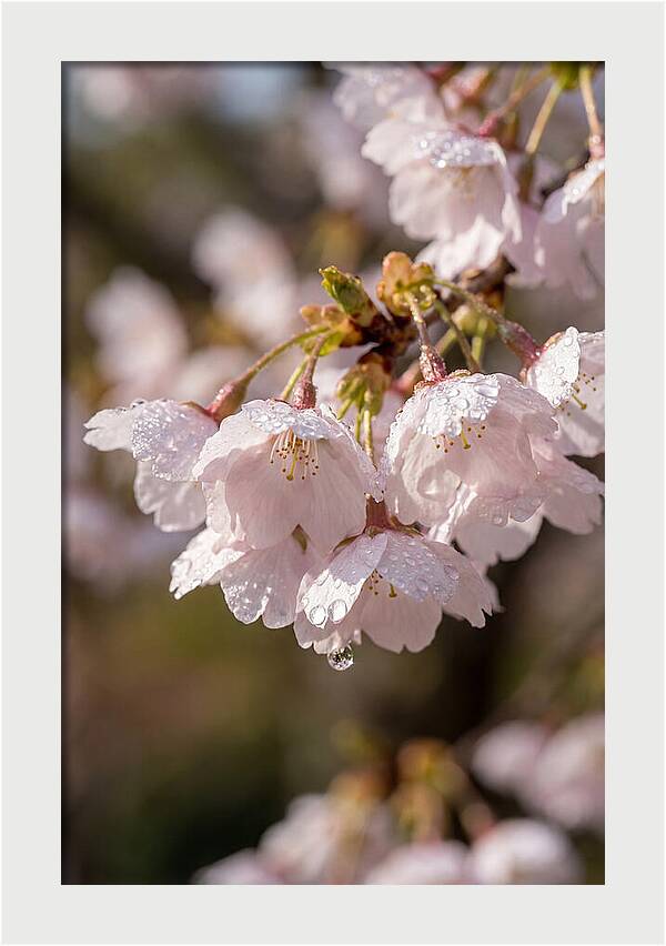 Spring Cherry Rain