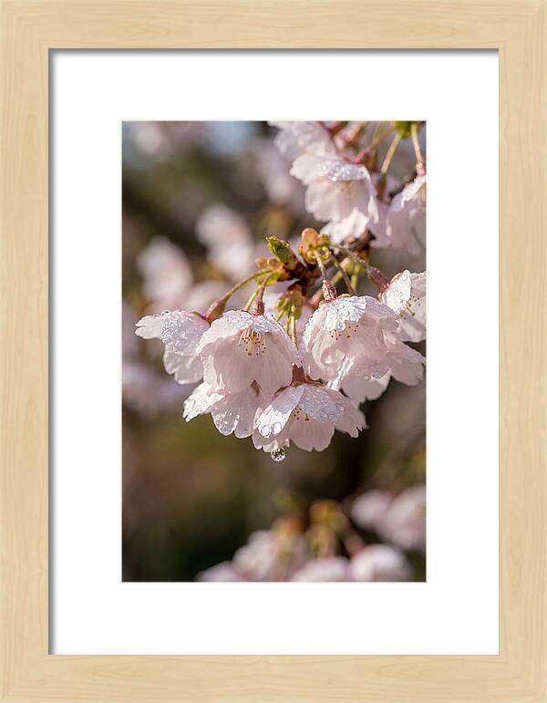 Spring Cherry Rain