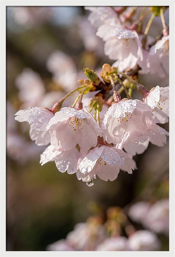 Spring Cherry Rain