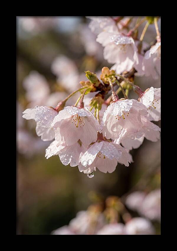 Spring Cherry Rain