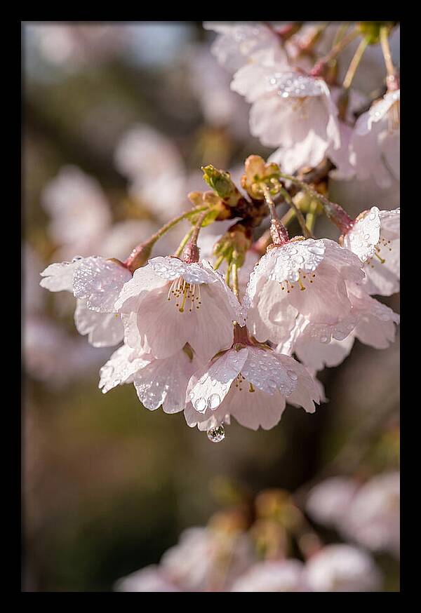 Spring Cherry Rain