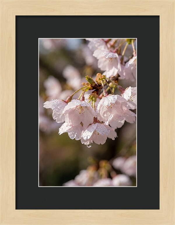 Spring Cherry Rain