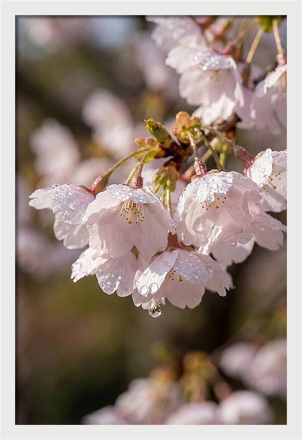 Spring Cherry Rain