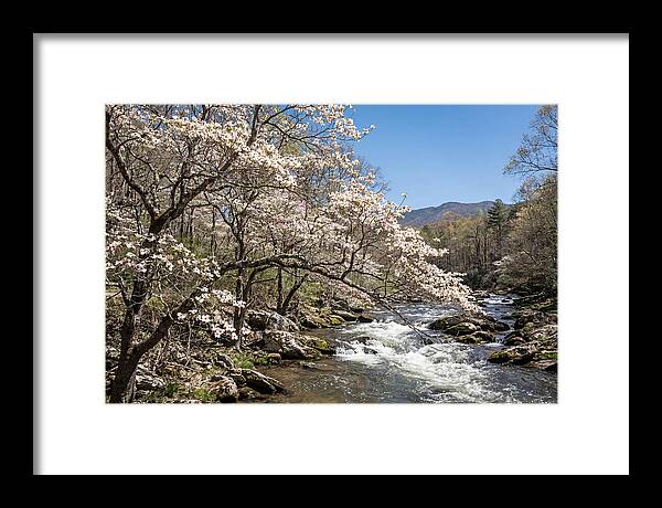 Spring Creek Flowing Through Blossoms