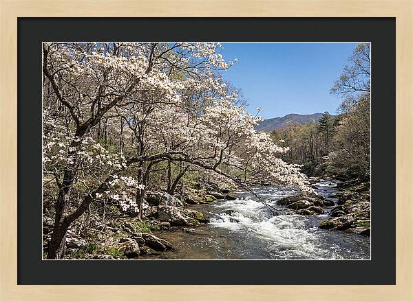 Spring Creek Flowing Through Blossoms