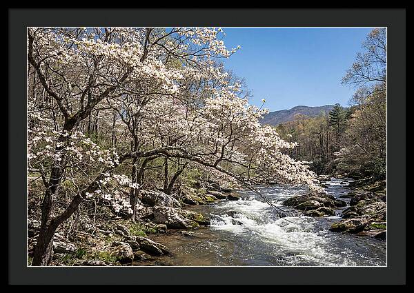 Spring Creek Flowing Through Blossoms