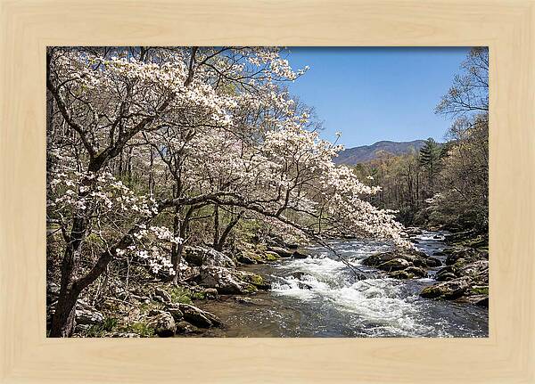 Spring Creek Flowing Through Blossoms