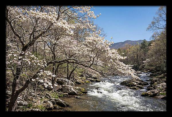 Spring Creek Flowing Through Blossoms