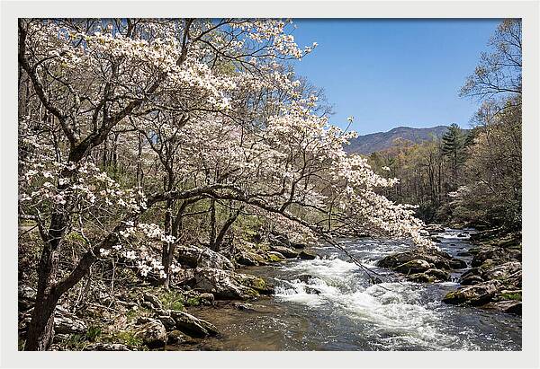 Spring Creek Flowing Through Blossoms