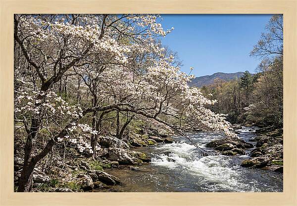 Spring Creek Flowing Through Blossoms
