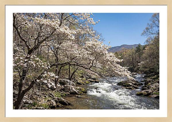 Spring Creek Flowing Through Blossoms