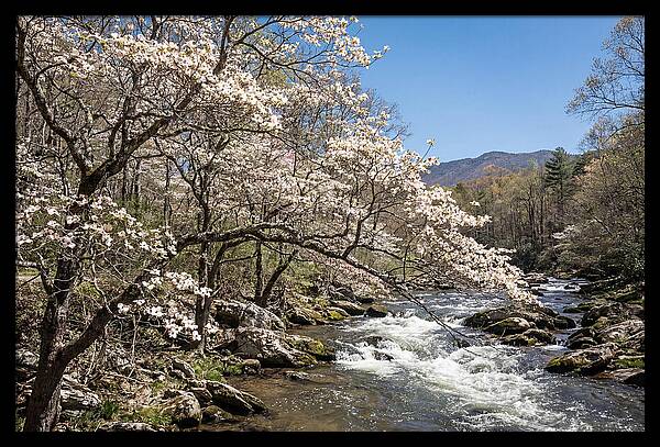 Spring Creek Flowing Through Blossoms