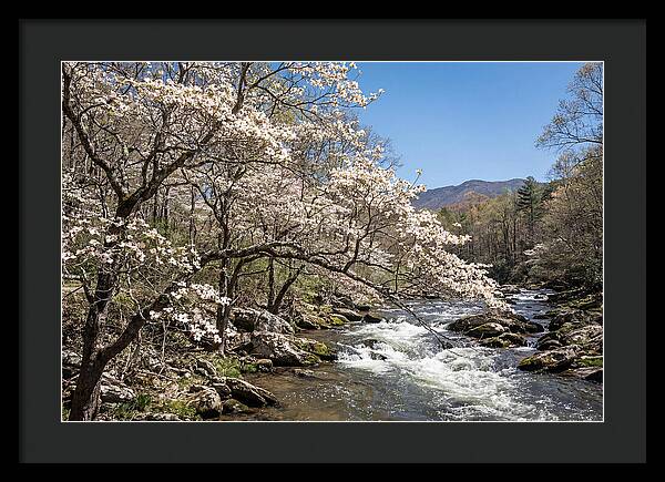 Spring Creek Flowing Through Blossoms