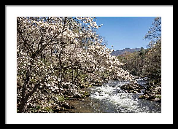 Spring Creek Flowing Through Blossoms