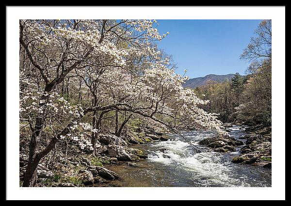 Spring Creek Flowing Through Blossoms