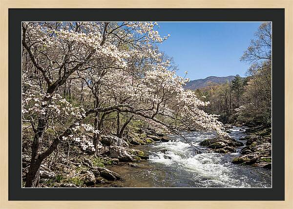 Spring Creek Flowing Through Blossoms